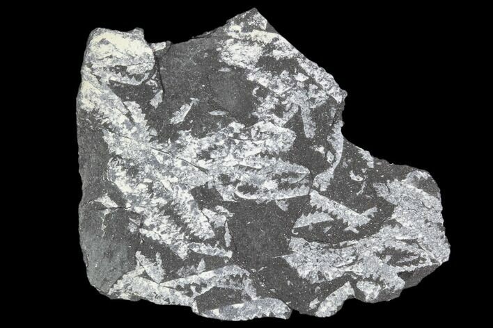 Fossil Graptolite Cluster (Didymograptus) - Great Britain #103421